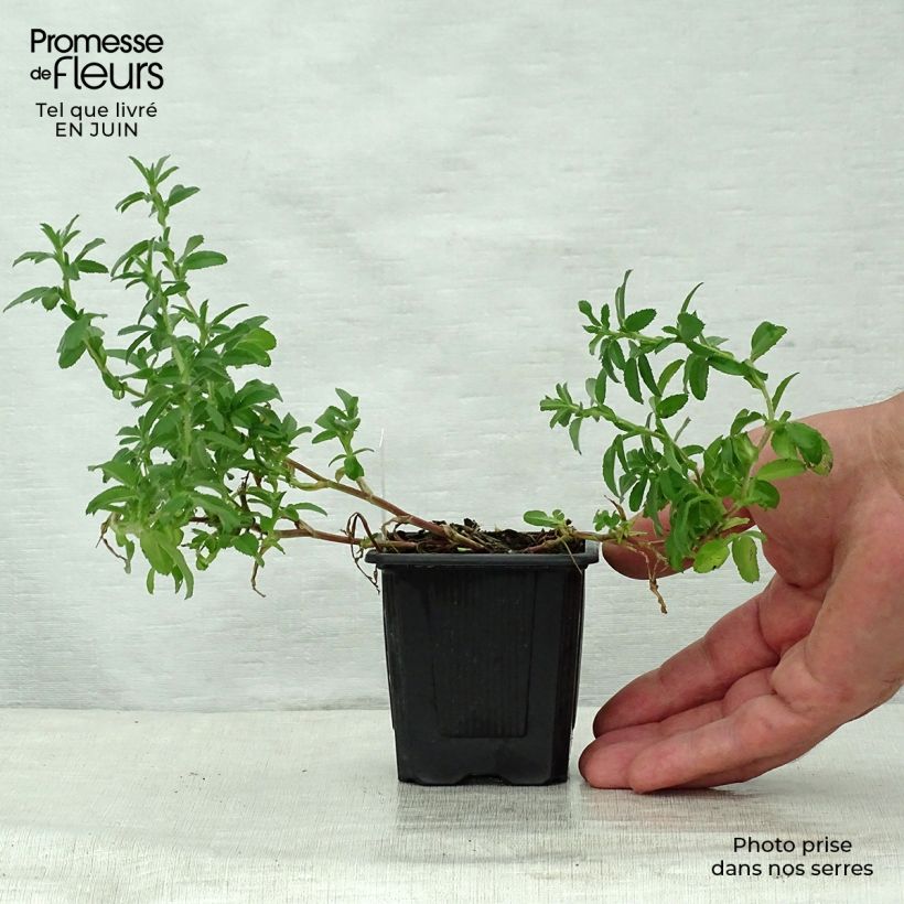 Exemplar von Ononis spinosa - Dornige Hauhechel Kleine Töpfe von 8/9 cm wie im Sommer geliefert