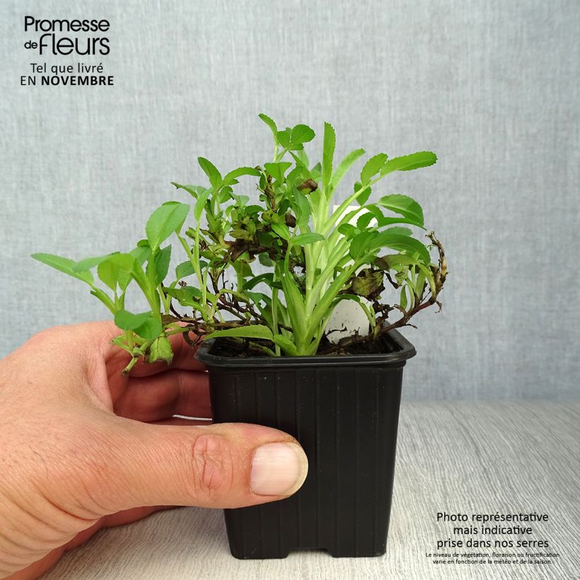 Example of Ononis spinosa - Dornige Hauhechel Kleine Töpfe von 8/9 cm as you get in automne