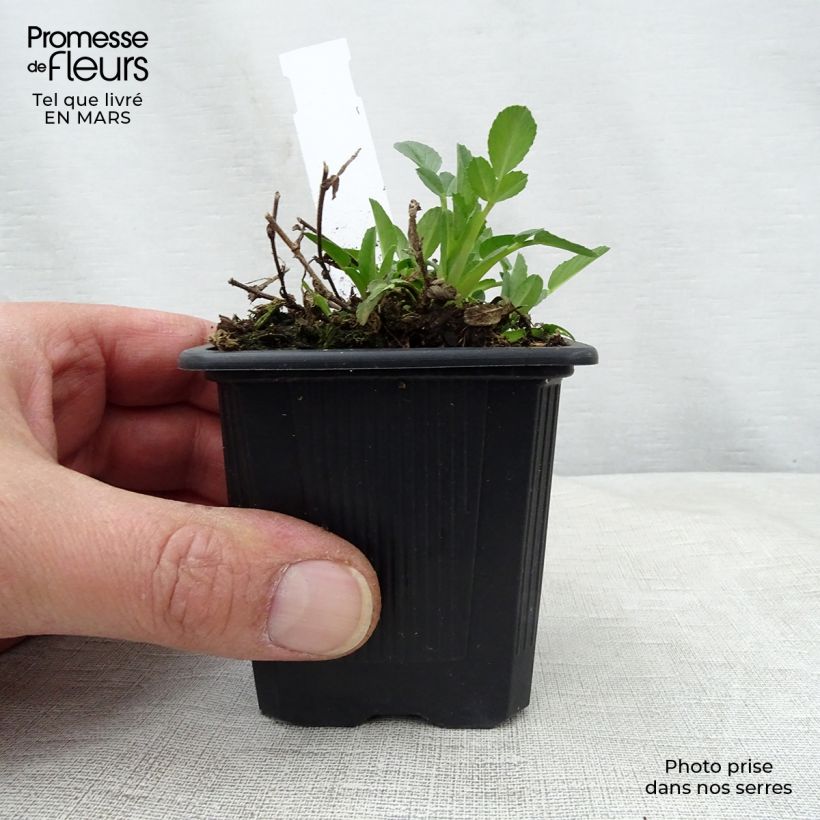 Exemplar von Ononis spinosa - Dornige Hauhechel Kleine Töpfe von 8/9 cm wie im Frühjahr geliefert