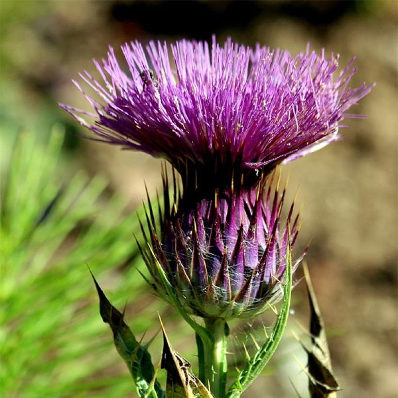 Onopordum nervosum - Eselsdistel (Flowering)