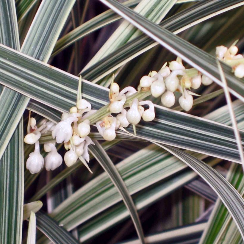 Ophiopogon jaburan Albo Variegata - Schlangenbart (Flowering)