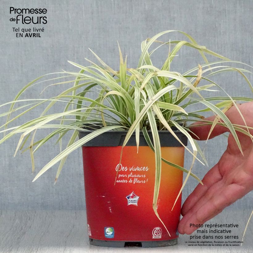 Exemplar von Ophiopogon jaburan Albo Variegata - Schlangenbart Topf mit 2L/3L wie im Frühjahr geliefert
