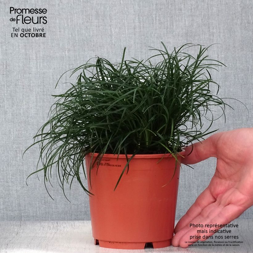 Example of Ophiopogon chingii - Schlangenbart Topf mit 1L/1,5L as you get in automne