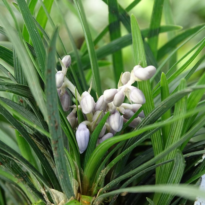 Ophiopogon japonicus - Schlangenbart (Flowering)