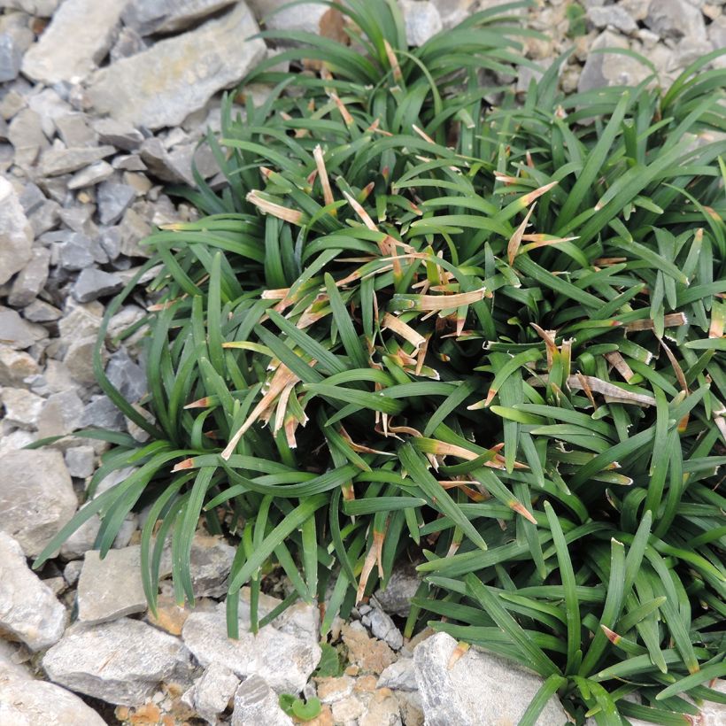 Ophiopogon japonicus Minor - Schlangenbart (Plant habit)