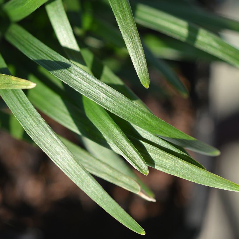Ophiopogon japonicus Minor - Schlangenbart (Foliage)