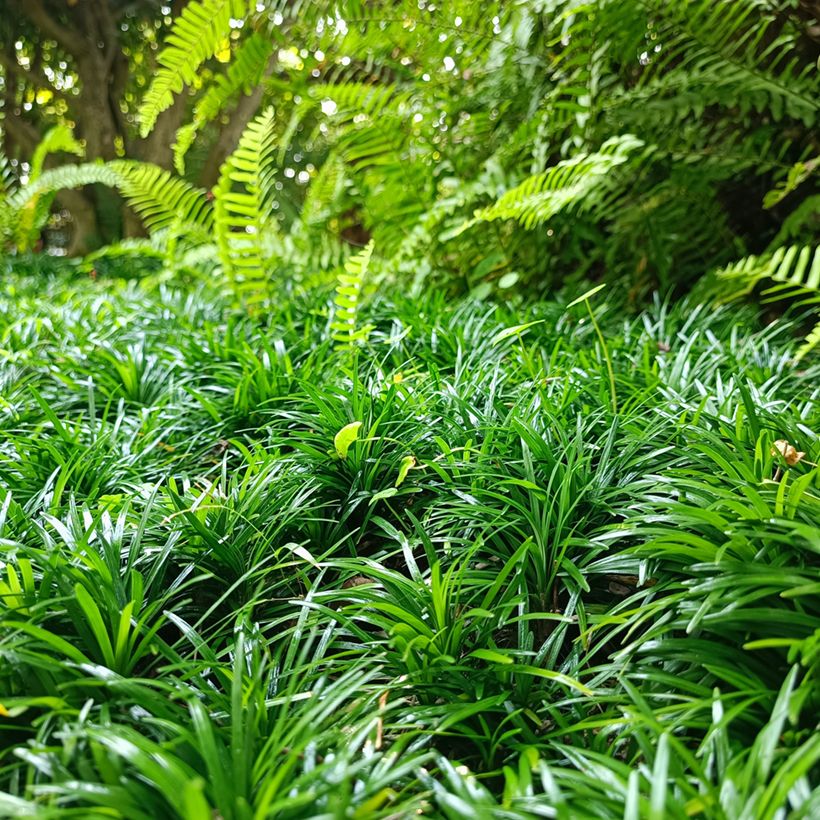 Ophiopogon japonicus - Schlangenbart (Plant habit)