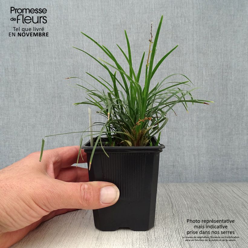 Example of Ophiopogon japonicus - Schlangenbart Kleine Töpfe von 8/9 cm as you get in automne