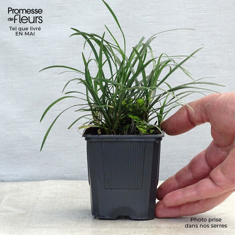 Exemplar von Ophiopogon japonicus - Schlangenbart Kleine Töpfe von 8/9 cm wie im Frühjahr geliefert