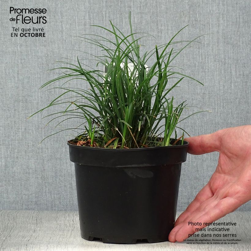 Example of Ophiopogon japonicus - Schlangenbart Topf mit 2L/3L as you get in automne