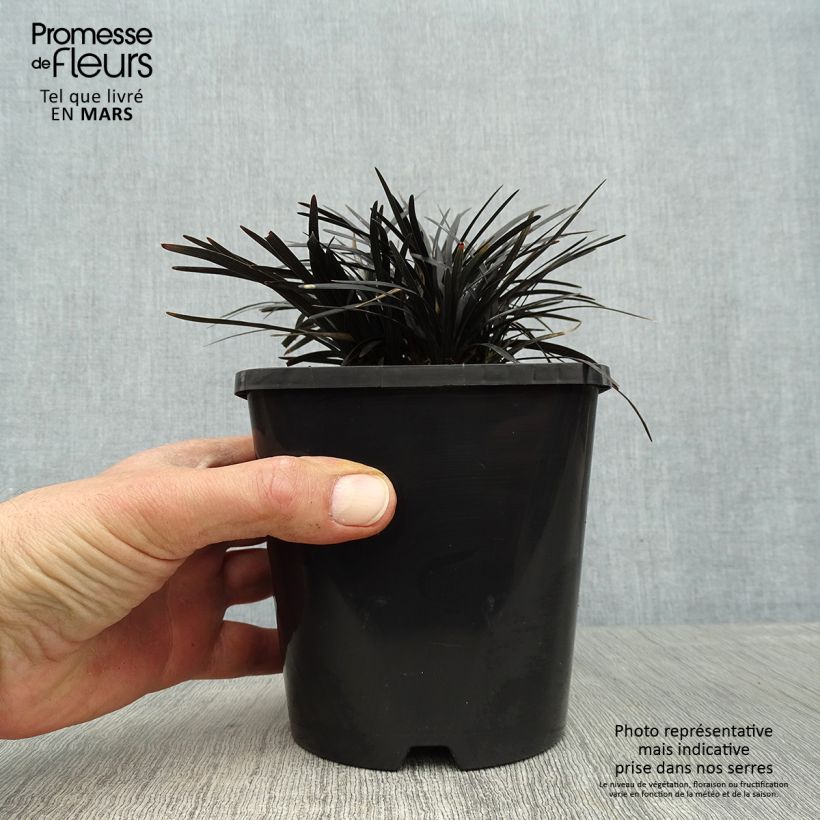 Exemplar von Ophiopogon planiscapus Black Dragon - Schlangenbart Topf mit 1L/1,5L wie im Frühjahr geliefert