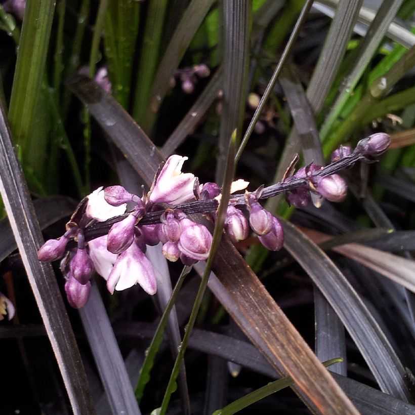 Ophiopogon planiscapus Black Dragon - Schlangenbart (Flowering)
