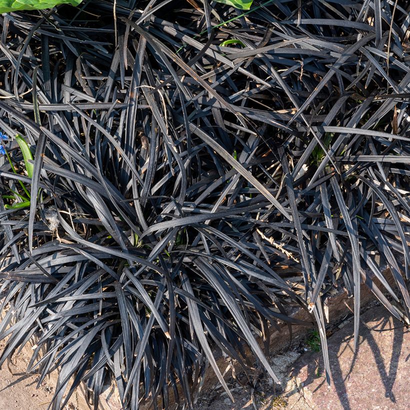 Ophiopogon planiscapus Black Dragon - Schlangenbart (Plant habit)
