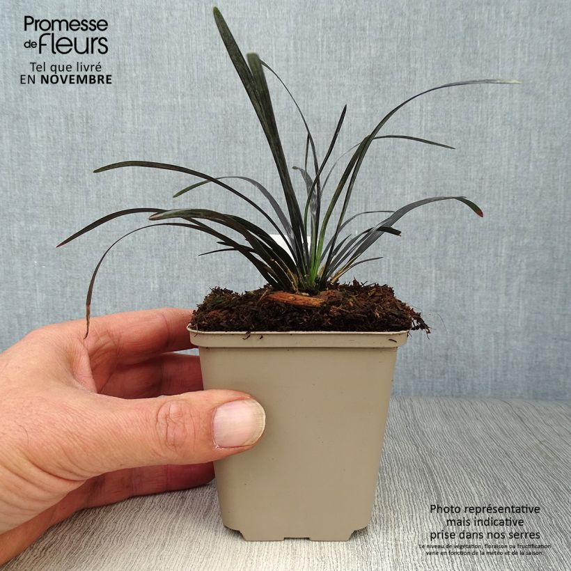 Example of Ophiopogon planiscapus Nigrescens - Schlangenbart Kleine Töpfe von 8/9 cm as you get in automne