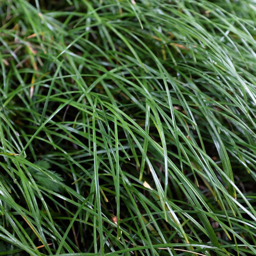 Ophiopogon planiscapus Olivaceus - Schlangenbart (Foliage)