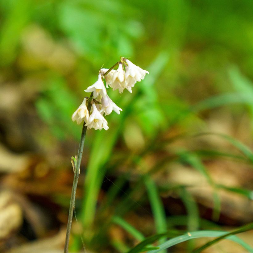 Ophiopogon planiscapus Olivaceus - Schlangenbart (Flowering)