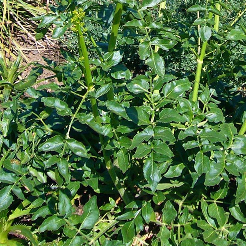 Opopanax chironium - Gummiwurz (Foliage)