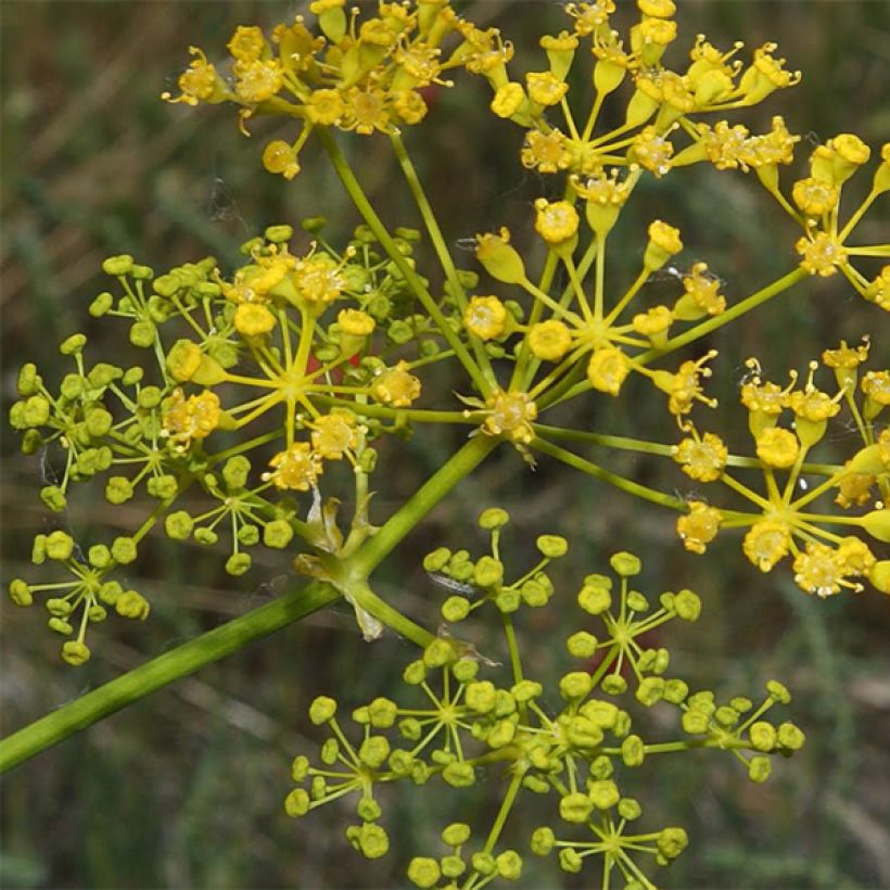 Opopanax chironium - Gummiwurz (Flowering)