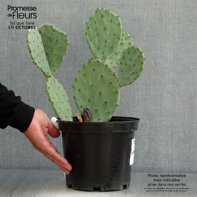 Example of Opuntia engelmannii var. alta - Feigenkaktus Topf mit 4L/5L as you get in automne