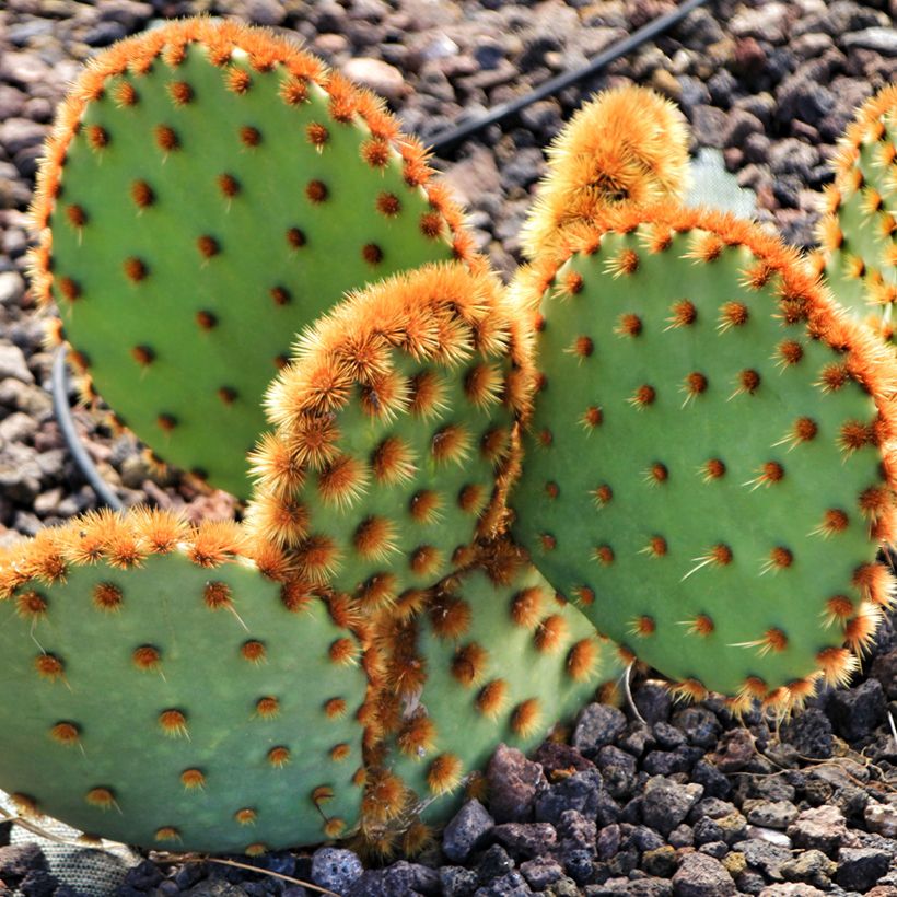 Opuntia aciculata - Feigenkaktus (Hafen)
