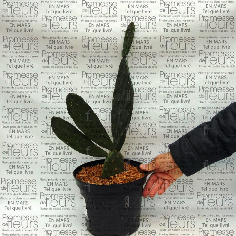 Example of Opuntia anacantha - Feigenkaktus Topf mit 4L/5L as you get