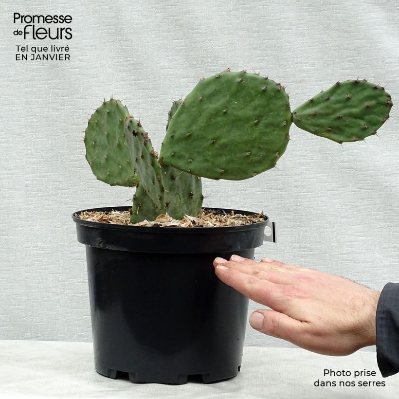 Example of Opuntia atrispina - Feigenkaktus Topf mit 4L/5L as you get in hiver
