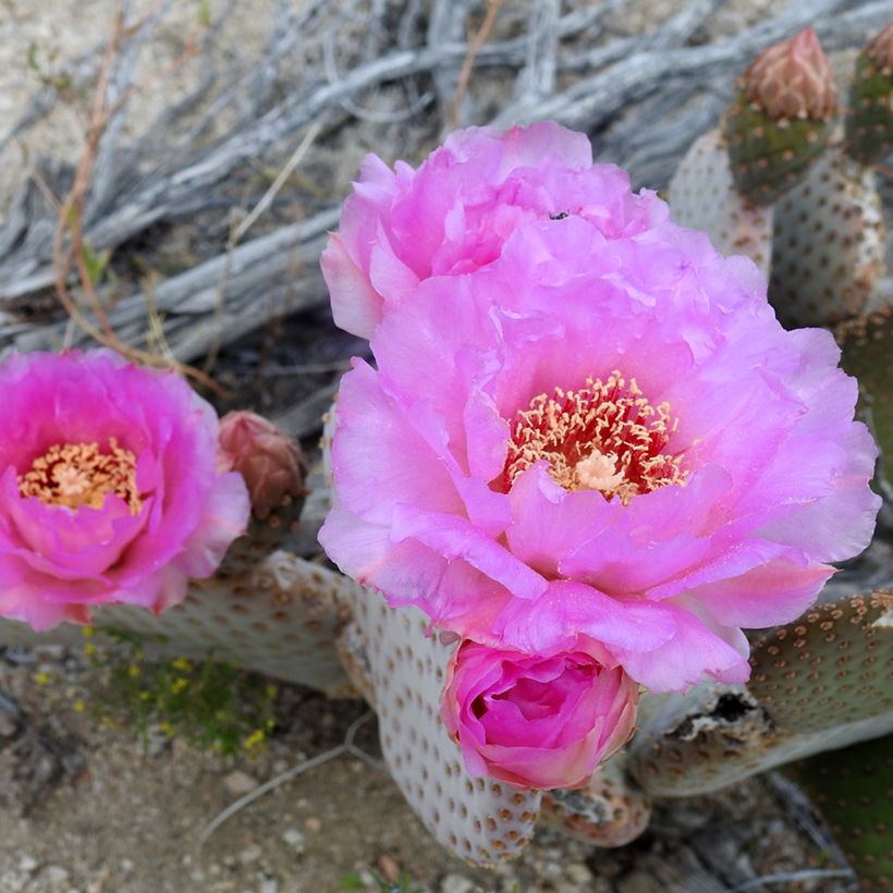 Opuntia basilaris - Feigenkaktus (Blüte)