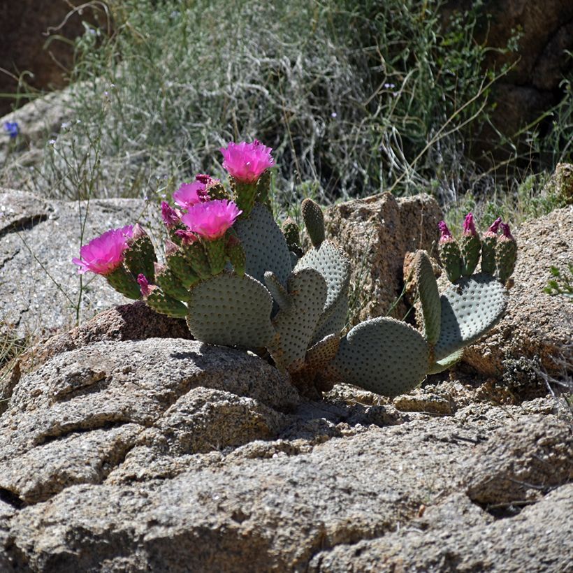 Opuntia basilaris - Feigenkaktus (Hafen)