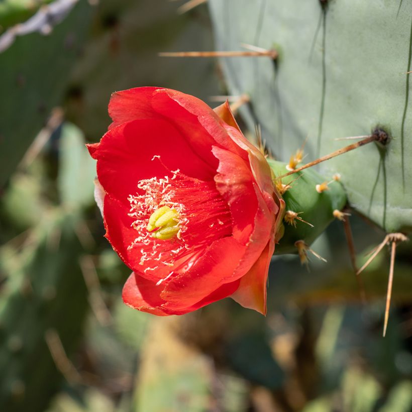 Opuntia bergeriana - Feigenkaktus (Blüte)