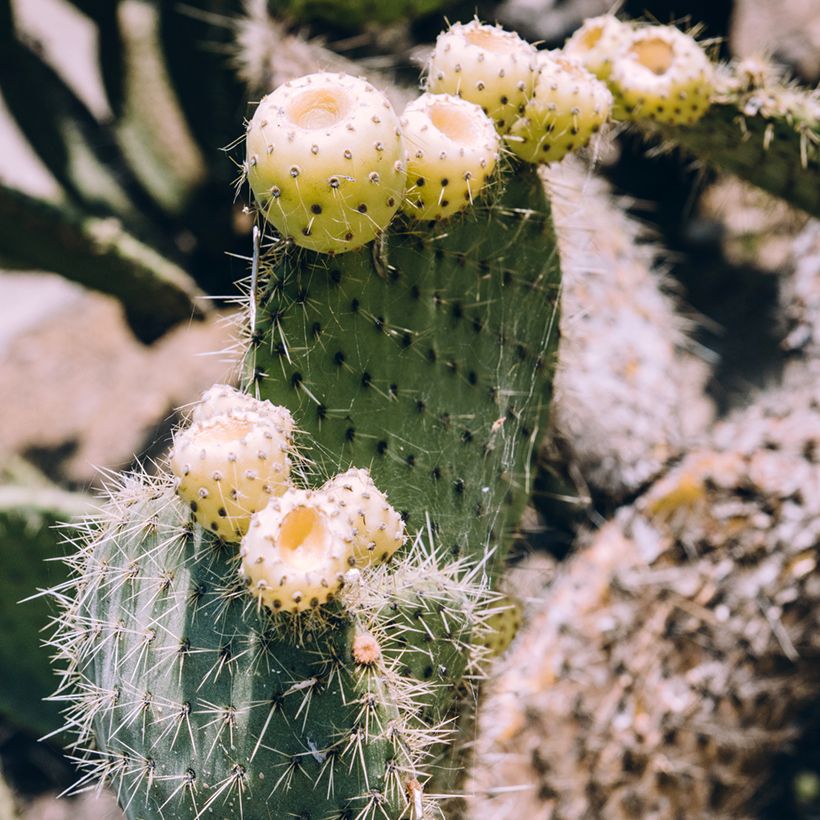 Opuntia bergeriana - Feigenkaktus (Ernte)