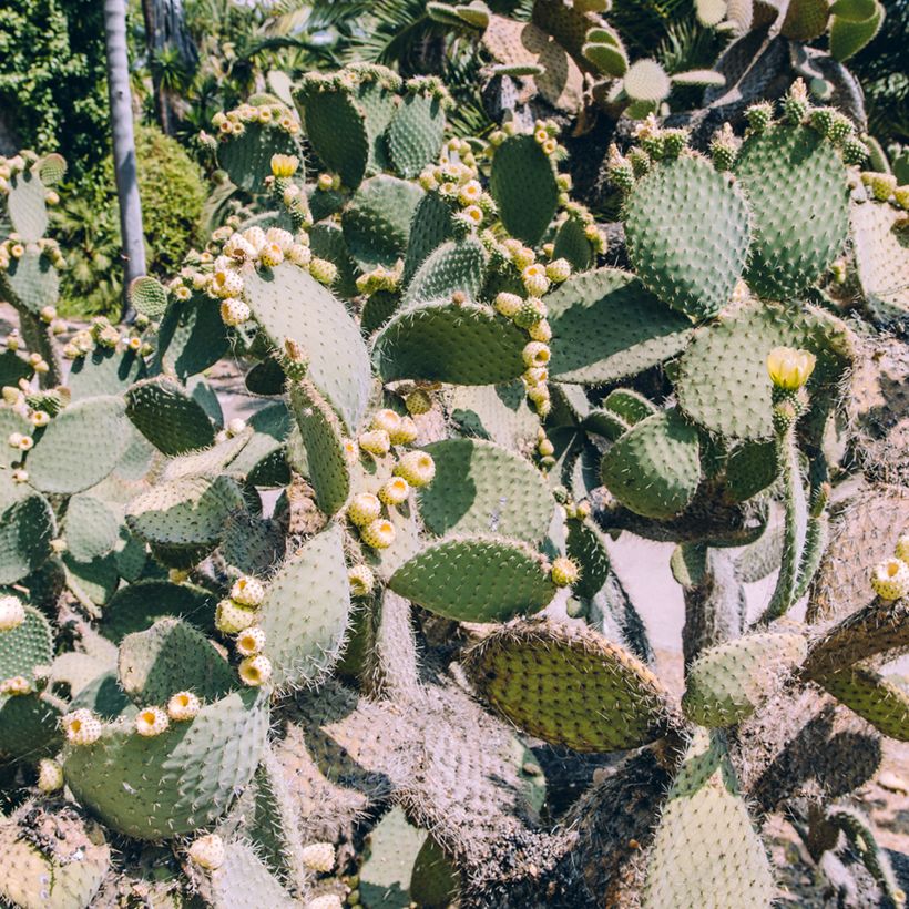 Opuntia bergeriana - Feigenkaktus (Hafen)