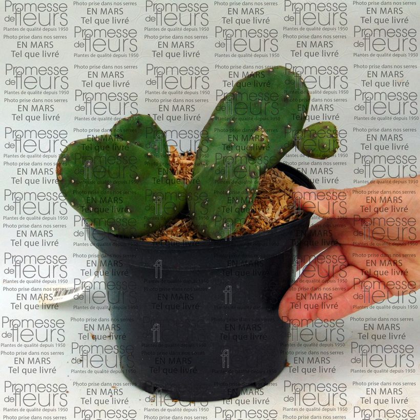Example of Opuntia compressa Millevaches - Feigenkaktus Topf mit 2L/3L as you get