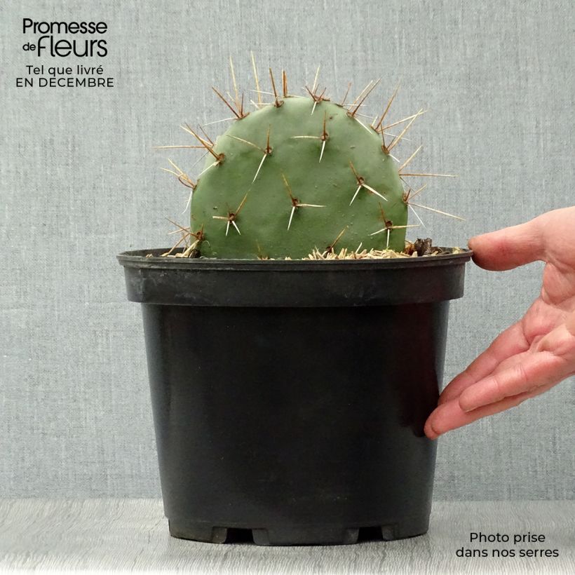 Exemplar von Opuntia discata - Feigenkaktus Topf mit 4L/5L wie im Winter geliefert