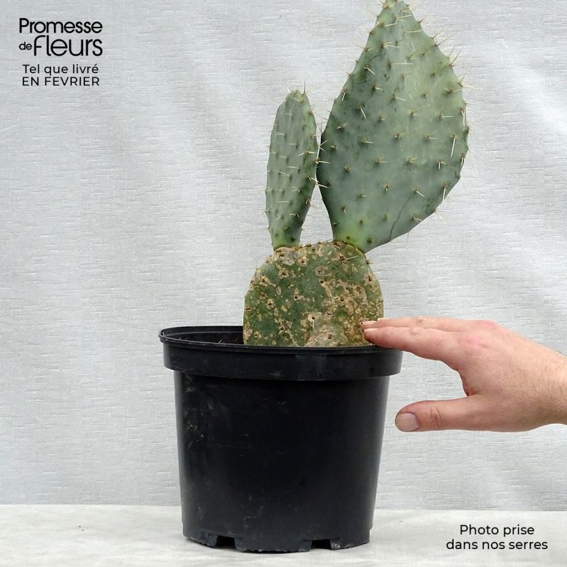 Exemplar von Opuntia dulcis - Feigenkaktus Topf mit 4L/5L wie im Winter geliefert