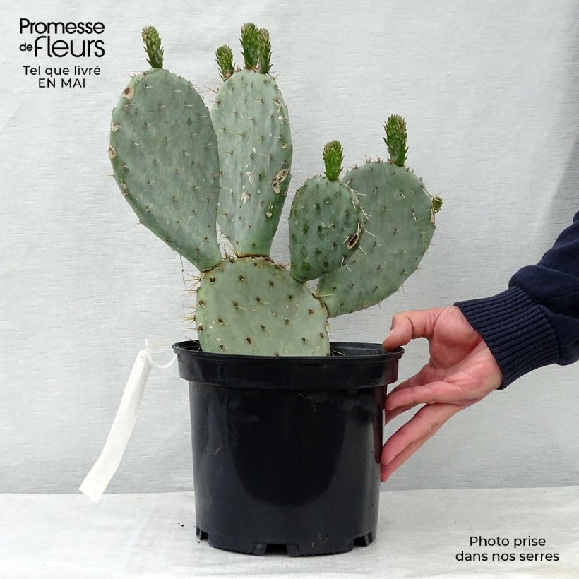 Exemplar von Opuntia dulcis - Feigenkaktus Topf mit 4L/5L wie im Frühjahr geliefert