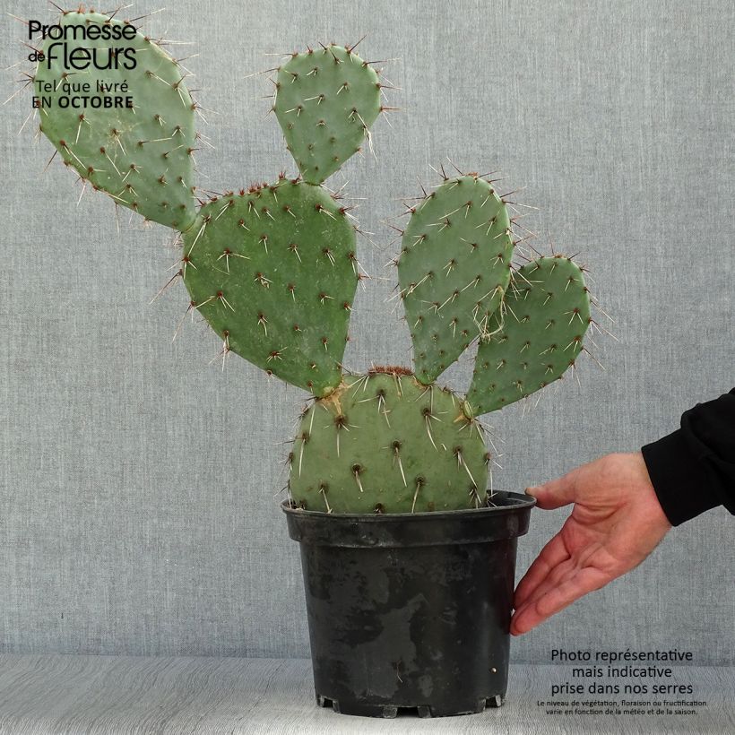 Example of Opuntia dulcis - Feigenkaktus Topf mit 4L/5L as you get in automne