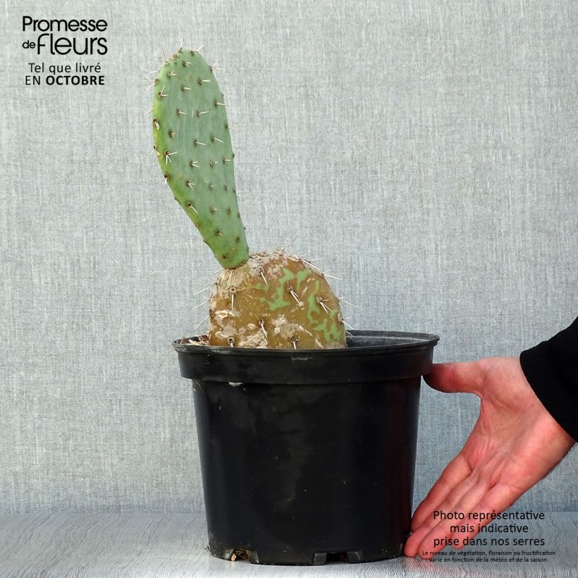 Example of Opuntia engelmannii - Feigenkaktus Topf mit 4L/5L as you get in automne