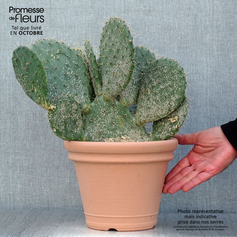 Example of Opuntia engelmannii var.indheimeri - Feigenkaktus Topf mit 4L/5L as you get in automne