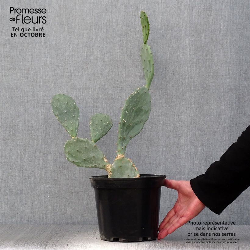 Example of Opuntia engelmannii var. rastrera - Feigenkaktus Topf mit 4L/5L as you get in automne
