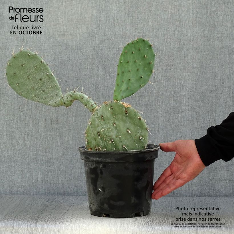 Example of Opuntia gregoriana - Feigenkaktus Topf mit 4L/5L as you get in automne
