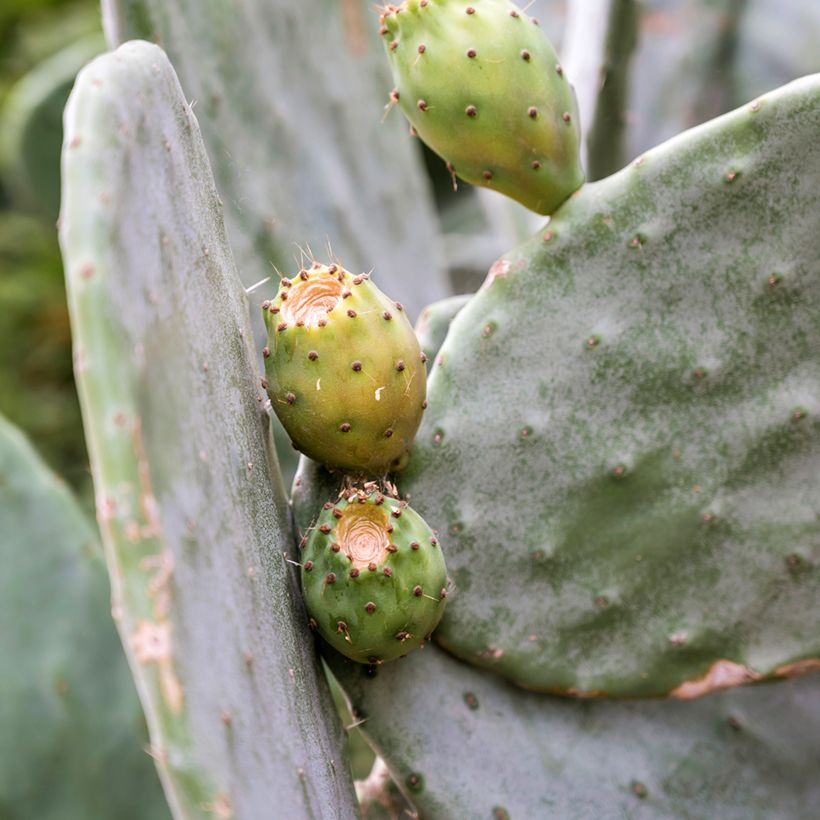 Opuntia leucotricha - Feigenkaktus (Ernte)