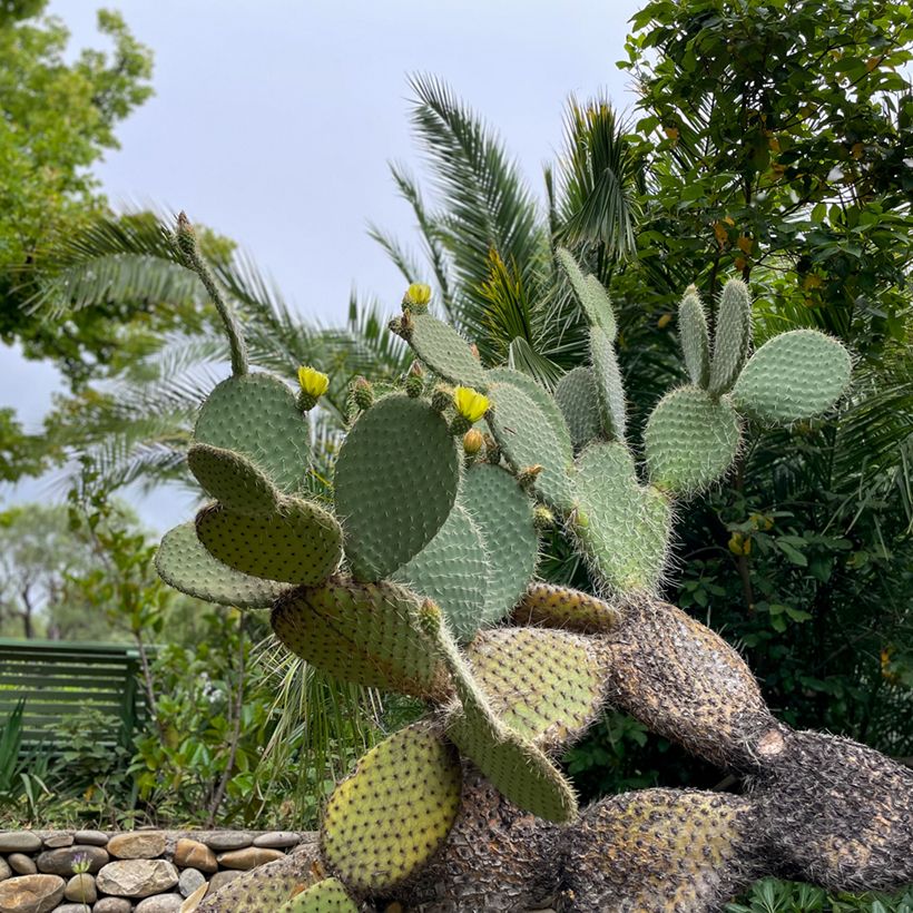 Opuntia leucotricha - Feigenkaktus (Hafen)