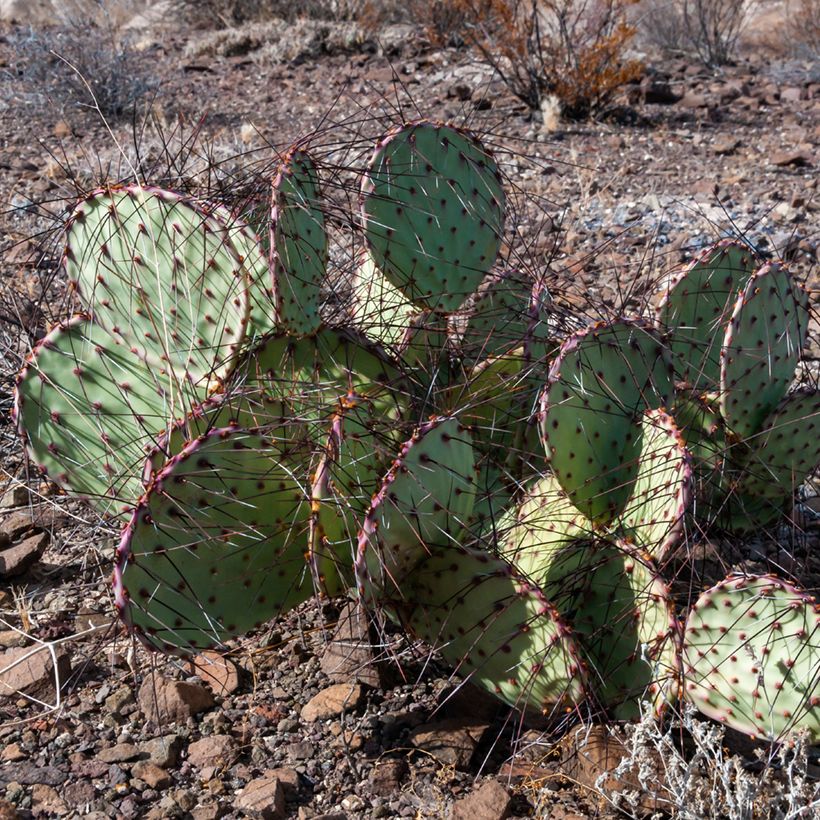 Opuntia macrocentra - Feigenkaktus (Hafen)