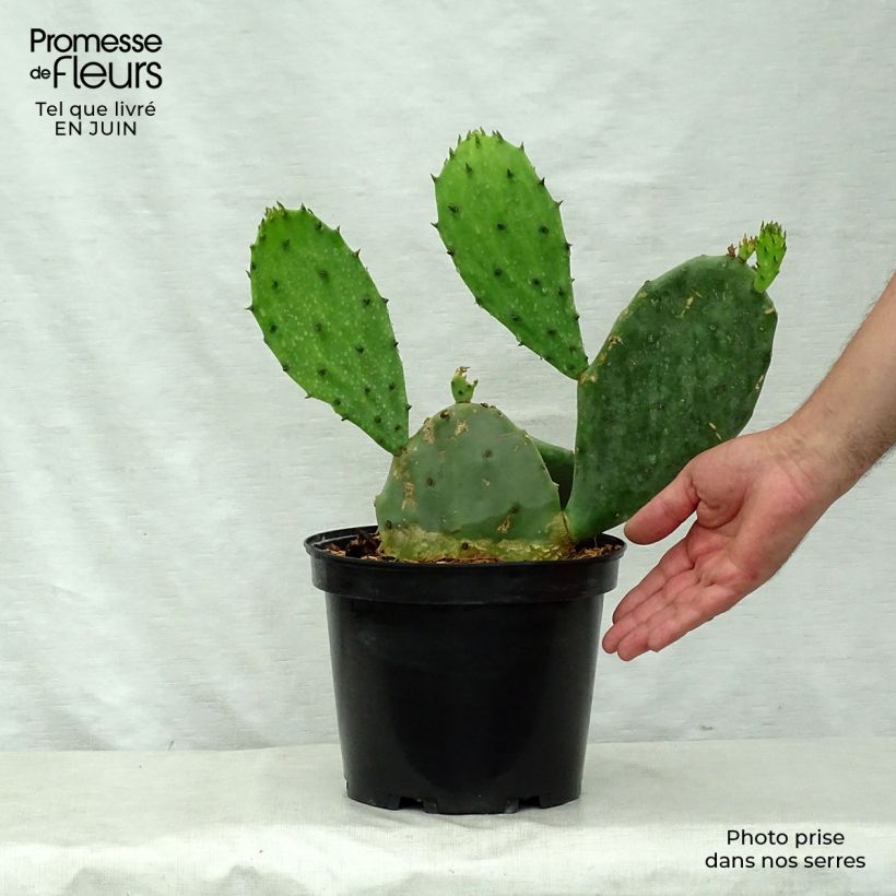 Exemplar von Opuntia microdasys - Feigenkaktus Topf mit 2L/3L wie im Sommer geliefert