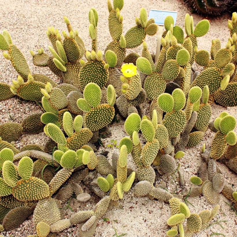 Opuntia microdasys var. pallida - Feigenkaktus (Hafen)