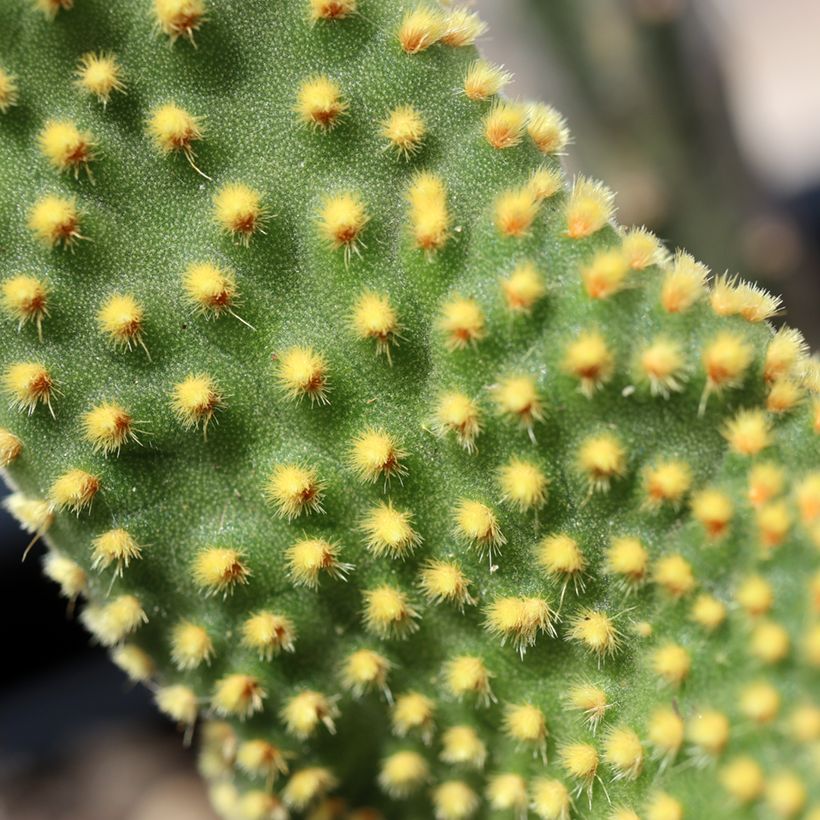 Opuntia microdasys undulata - Feigenkaktus (Laub)