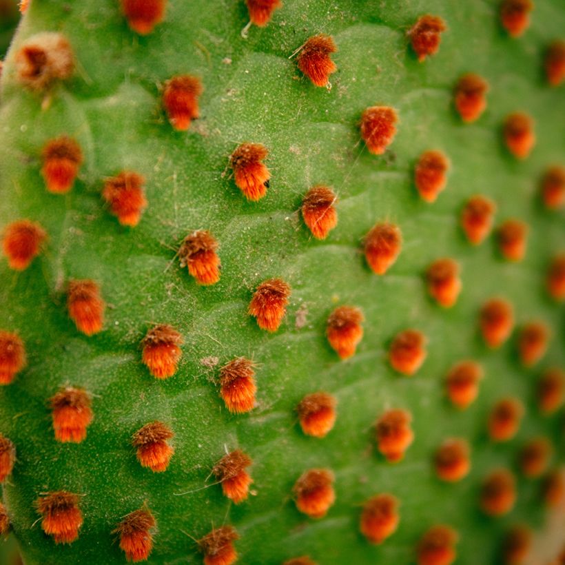 Opuntia microdasys var. rufida - Feigenkaktus (Laub)
