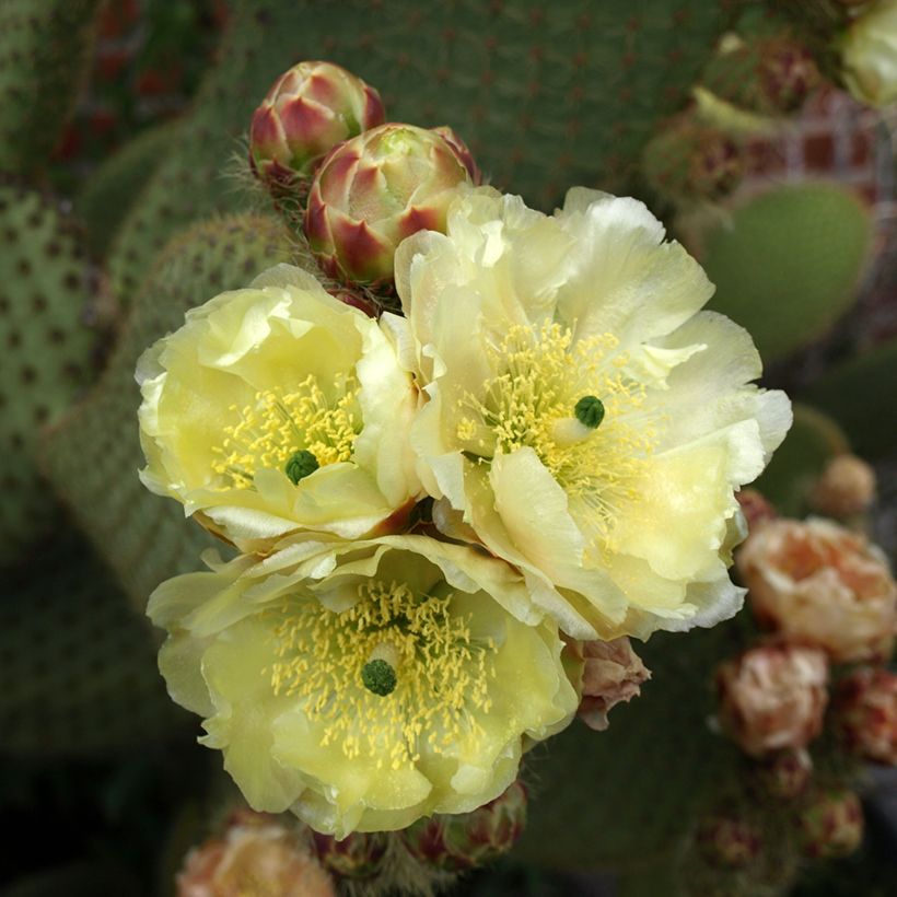 Opuntia microdasys var. rufida - Feigenkaktus (Blüte)