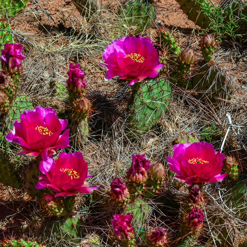 Opuntia polyacantha - Feigenkaktus (Blüte)