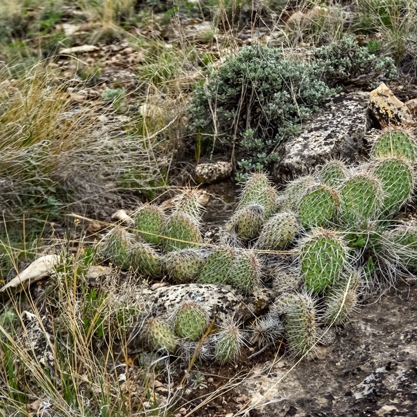 Opuntia polyacantha - Feigenkaktus (Hafen)